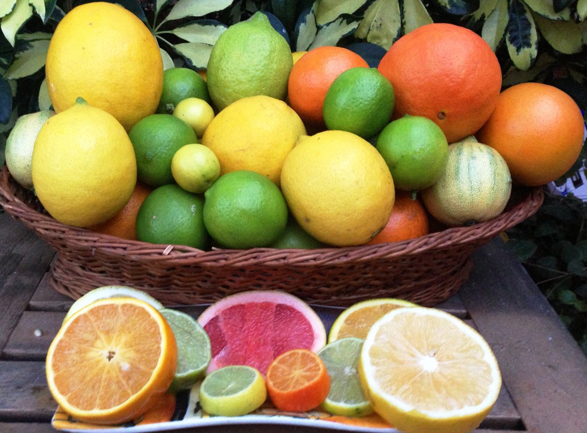 SalientTruth's tweet image. Smell the Roses Shot of the Day: Sunset Citrus have been year-round thanks to the #SuperElNino:
 #SGDailyPic