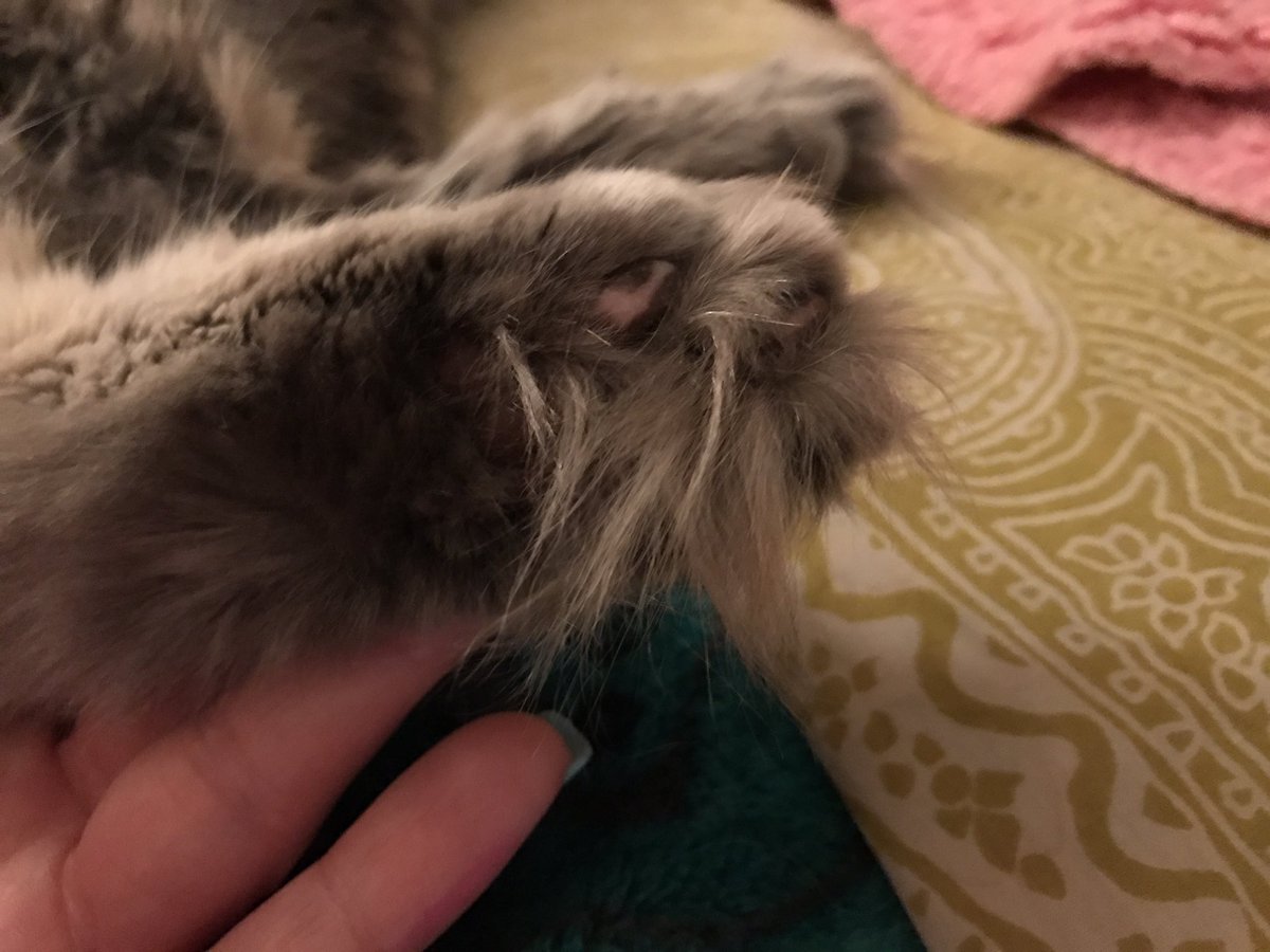 ItsMeDeaner's tweet photo. There are beans πΎ in there #toetufts https://t.co/pmRym9uWln