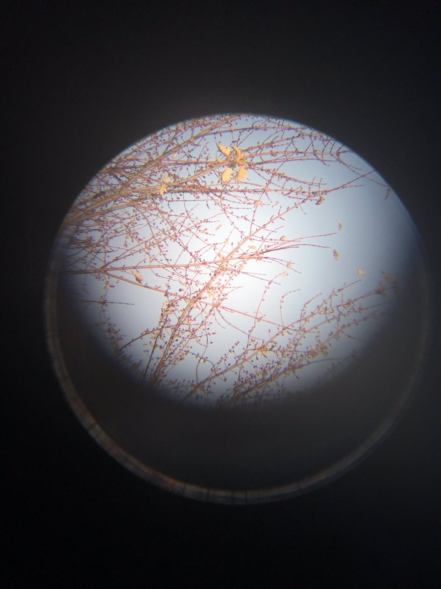 astro_amanda's tweet photo. I was daytime observing a far off tree using my telescope earlier today for aligning purposes. Kinda reminds me of Europa! https://t.co/YMz7a8WOSg