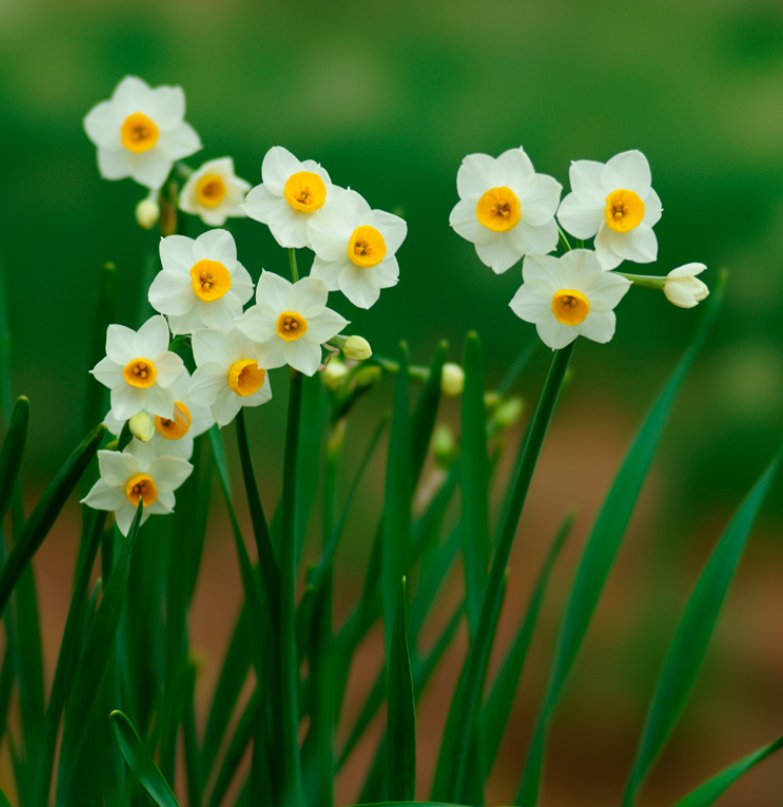 道は手ずから夢の花