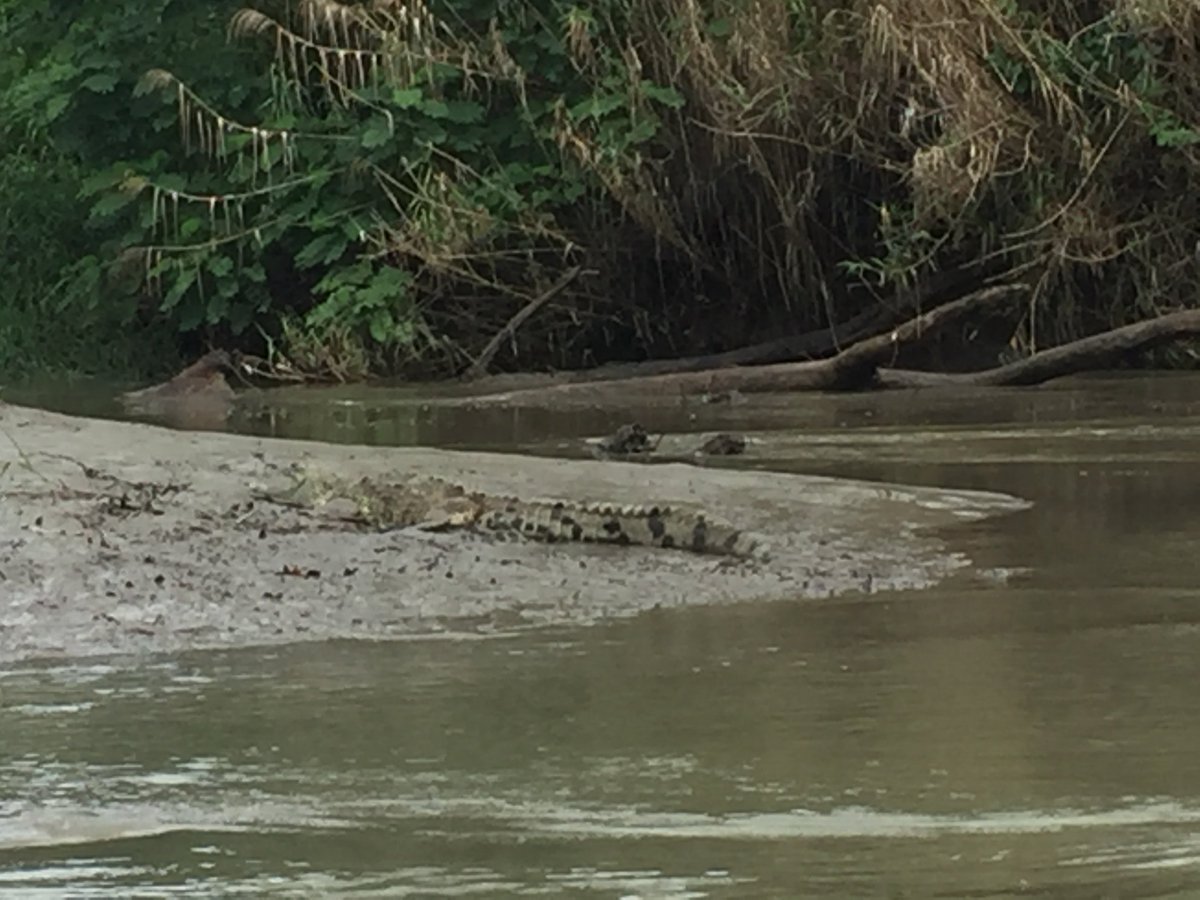 USANA_Laura's tweet photo. Celebrating Executive Rubies and Emeralds with a day of Crocodile hunting! You should have seen the one that got away. #success2016 https://t.co/SU7O7vARYM