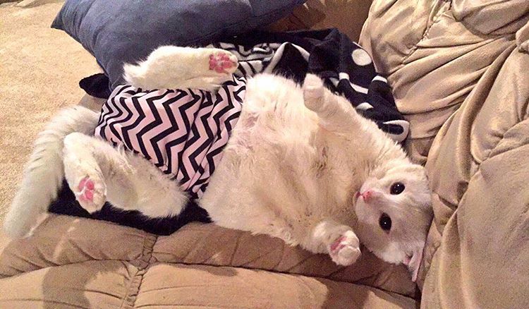 barkertime_pet's tweet photo. Happy Cat! #catdiapers #catdiaper #rescuecats #prettycat #paralyzedcat #barkertime #barkerwear #cat https://t.co/6bMybVjNuL https://t.co/38JxeZjmP7