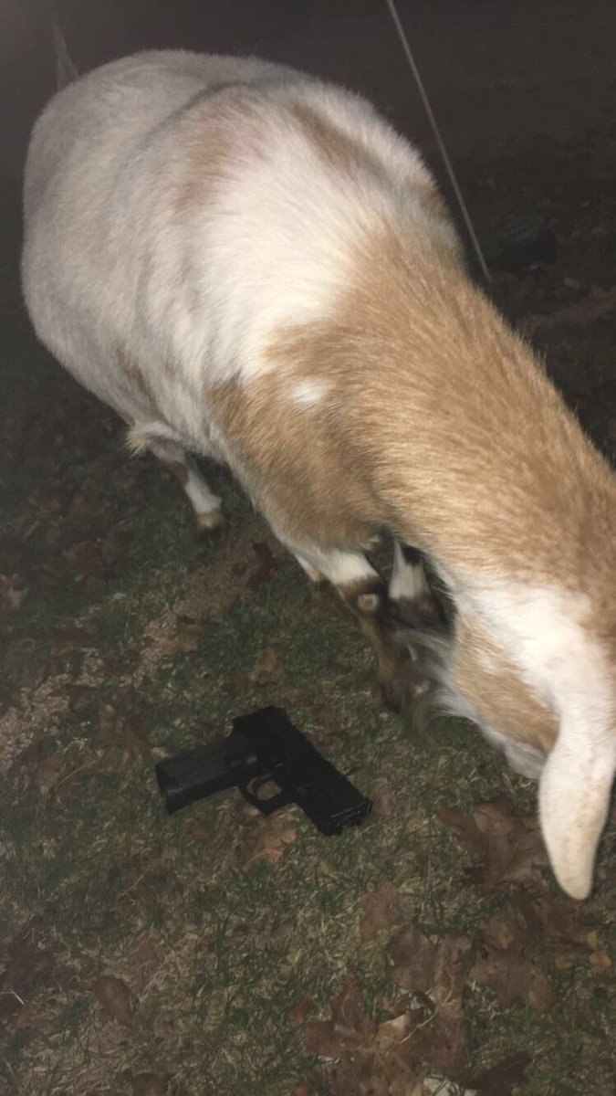Lifeof_Penelope's tweet photo. Stay strapped🐐🔫 https://t.co/qJv6EzaXyL