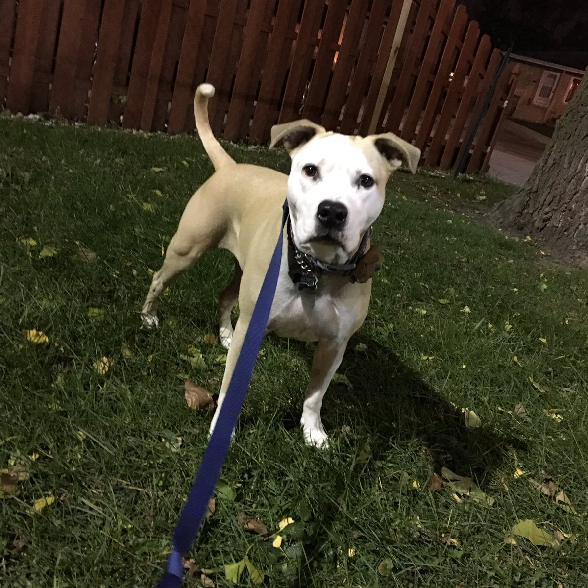 BauerScholar7's tweet photo. AMSTUDS Payton urges you to go be Transcendental tonight and enjoy a walk out in nature! #TreeHugger #SimplifySimplify #EnjoyNoHWNight https://t.co/hFPj9yLkuL