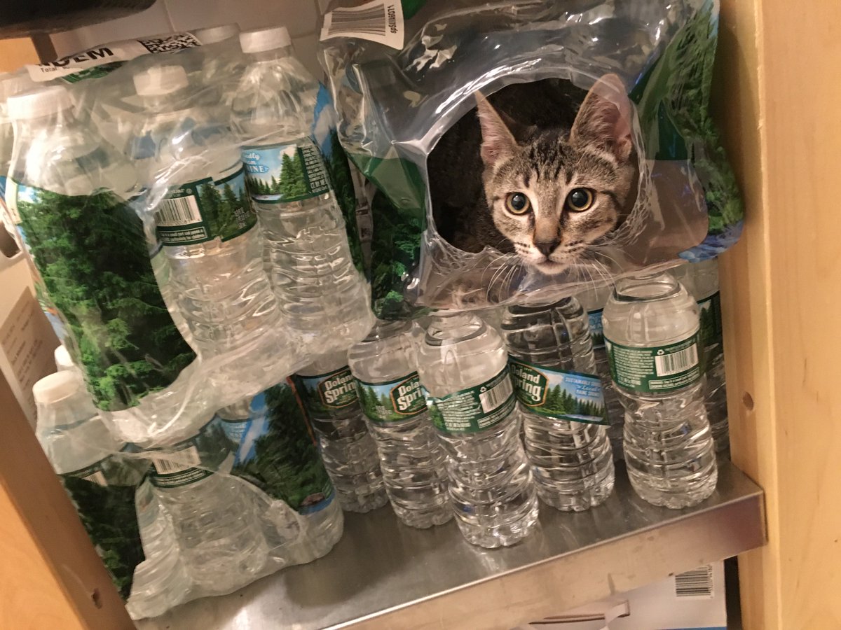 FloatingCatToy's tweet photo. ...and yet another new hiding spot... https://t.co/sqBI3EY0fr