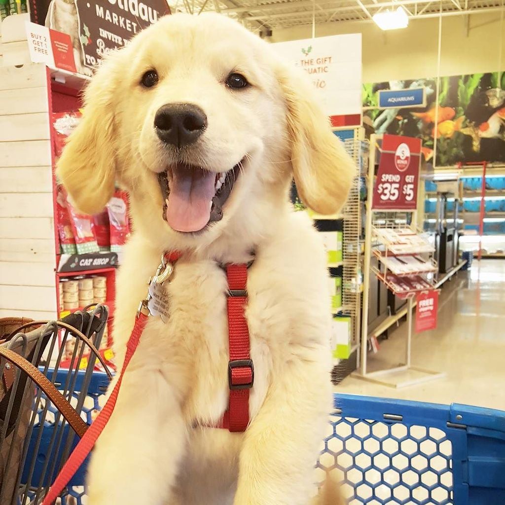 Meridian PetSmart tweet media