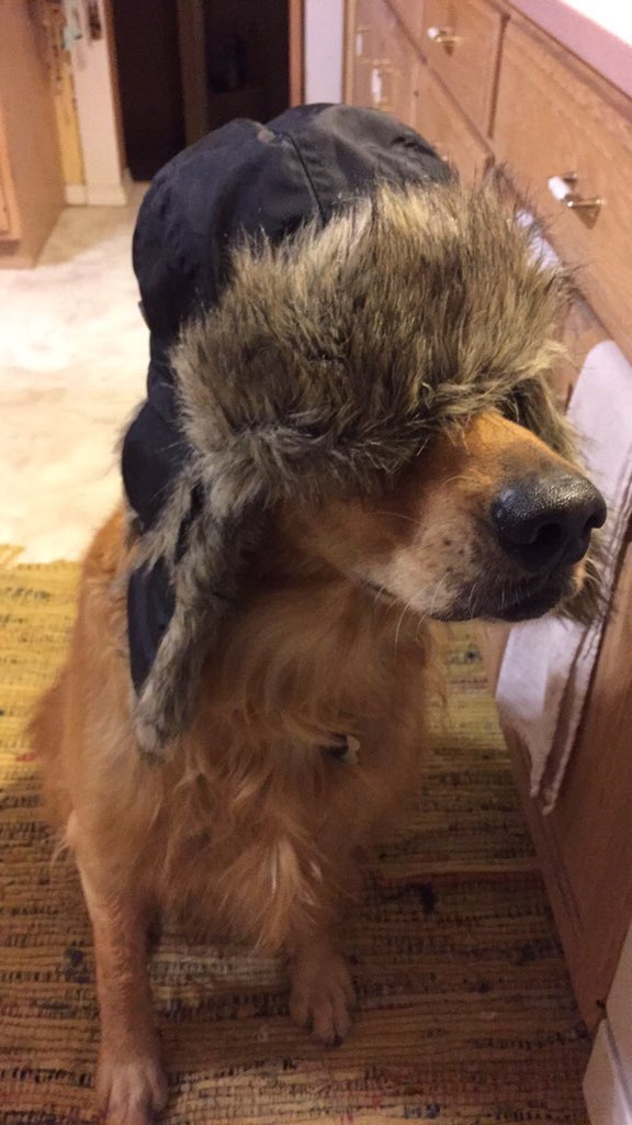 dog_rates's tweet photo. This is Mister. He only wears the most fashionable af headwear. 11/10 h*ckin stylish https://t.co/BXJFKOVnJm