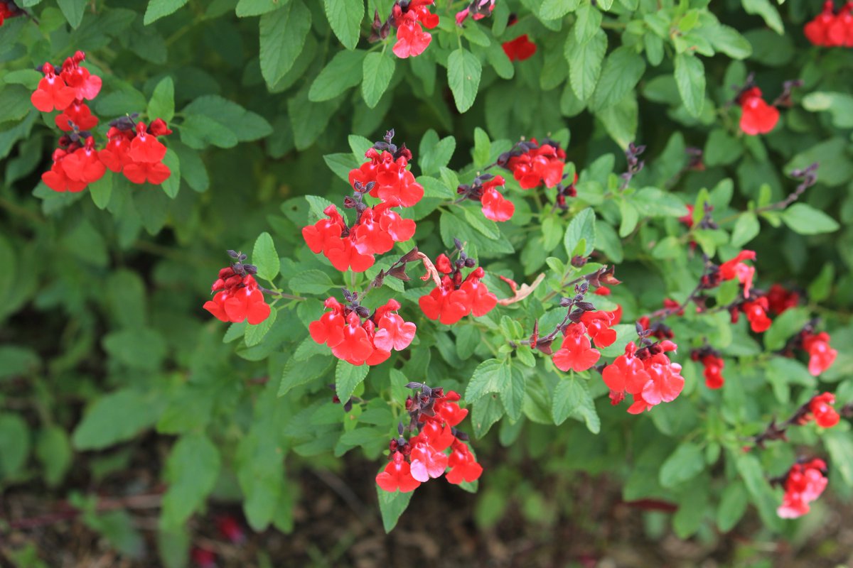 咲くやこの花館 在 Twitter 上 何だか真っ赤な唇に見える 情熱的な花 こちらは サルビア ミクロフィラ チェリーセージ 観賞用のハーブです 通常食べられることはありませんが 彩りとしてサラダに加えたりすることもあるそうです たくさんの 赤い花を見てると
