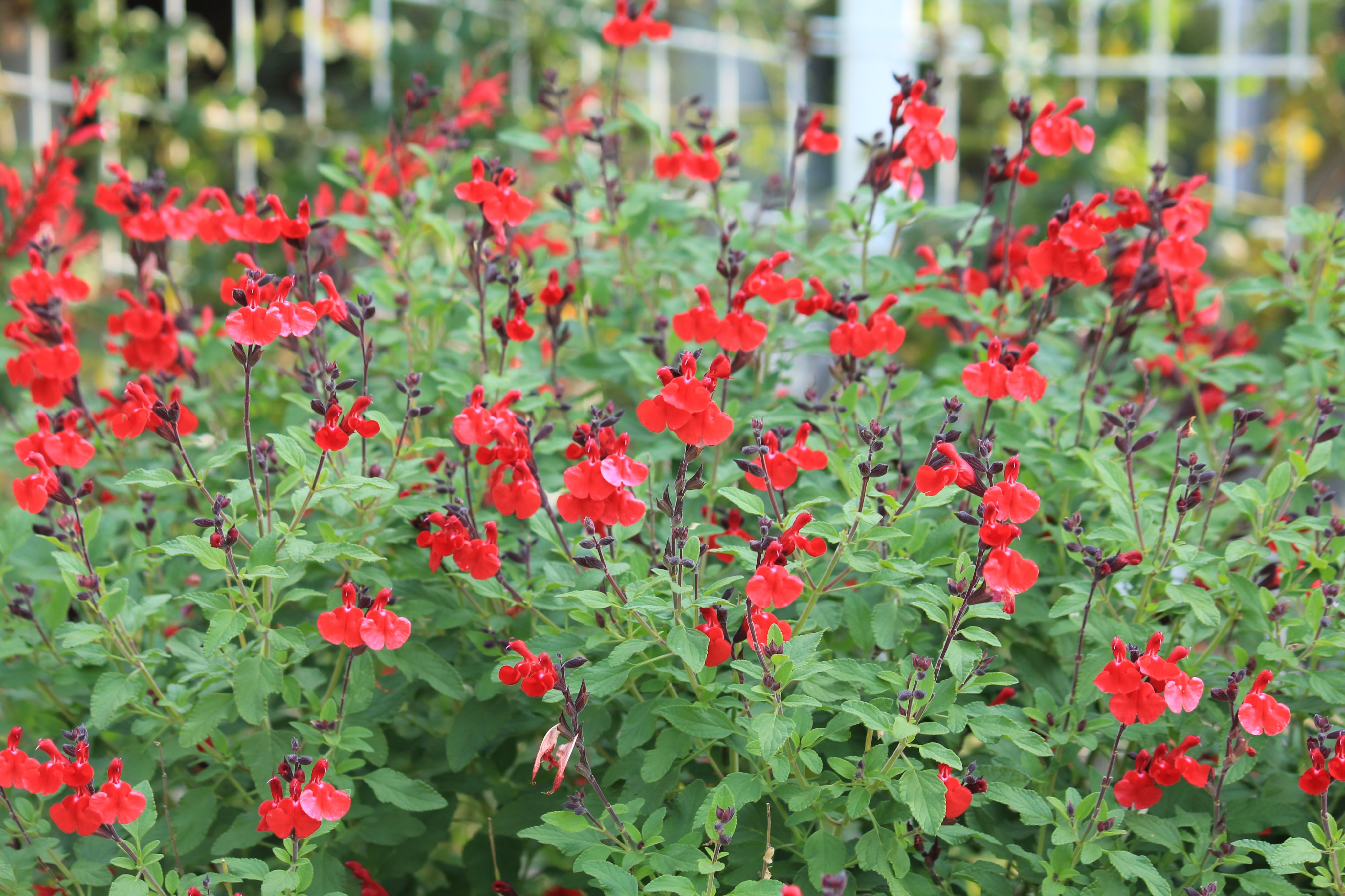 咲くやこの花館 何だか真っ赤な唇に見える 情熱的な花 こちらは サルビア ミクロフィラ チェリーセージ 観賞用のハーブ です 通常食べられることはありませんが 彩りとしてサラダに加えたりすることもあるそうです たくさんの赤い花を見てると