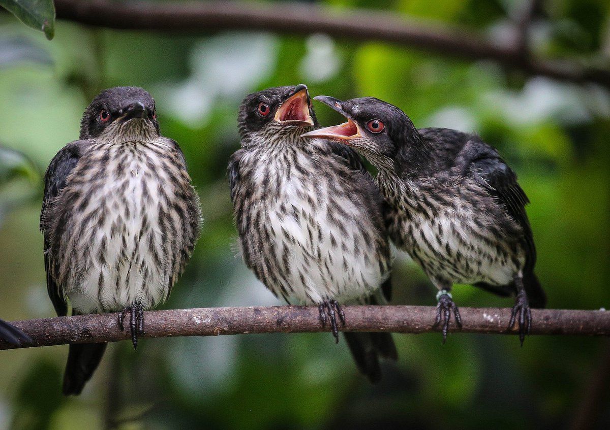 The 3rd wheel. 😂 (photo: Ian Gill) https://t.co/NDm2en9hyJ