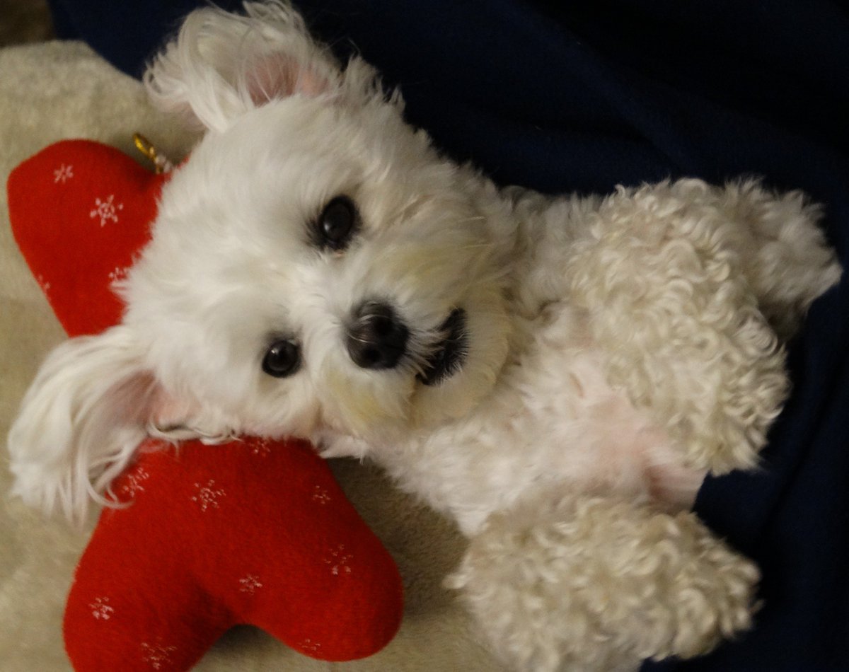 GiGi_OnTheScene's tweet photo. Watching #Empire like...wha, wha, what?! #cookiescookies @EmpireFOX 
#ZSHQ #maltese #dogs https://t.co/0SKHPex3Td