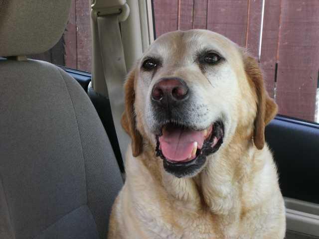petsonthenet's tweet photo. Palmerston North, Manawatu River. Urgent to find 15 year old, DEAF Golden Lab named Hunny. More at  https://t.co/zIt0qHEGP3 https://t.co/R5uQnOSFlA
