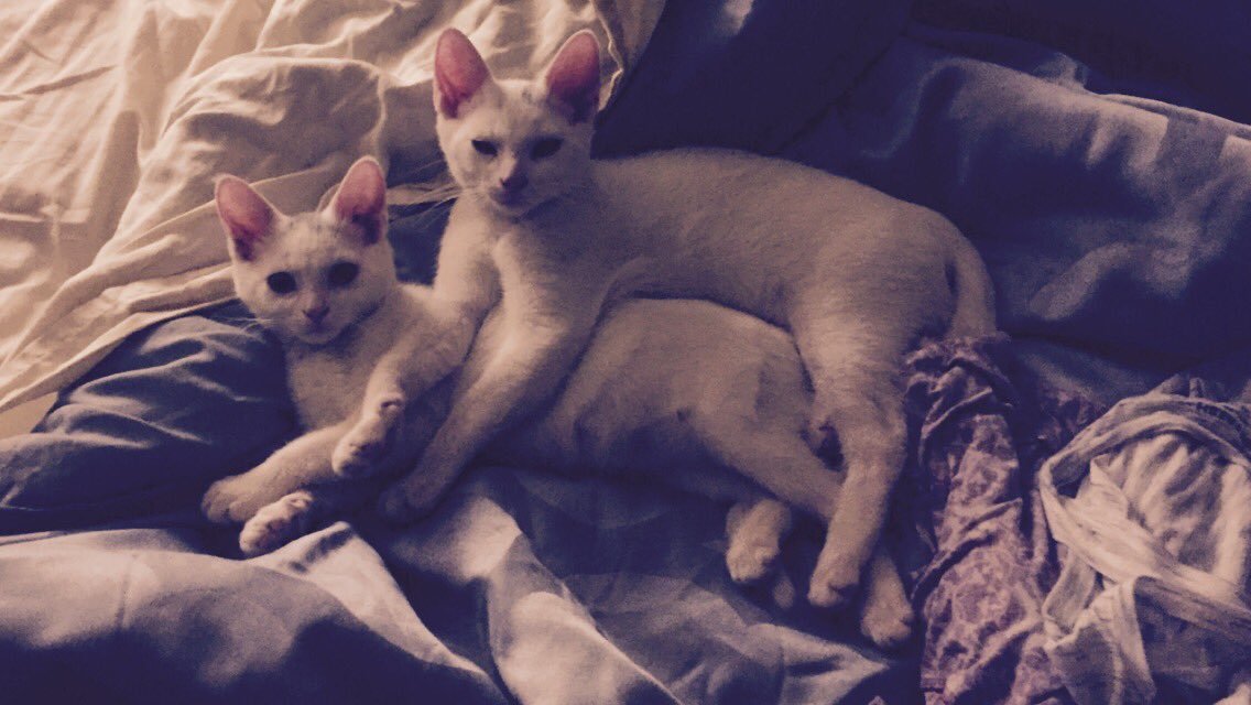 raeanne_muir's tweet photo. #Growingkittens #max&amp;ruby https://t.co/RedwaiNKhP