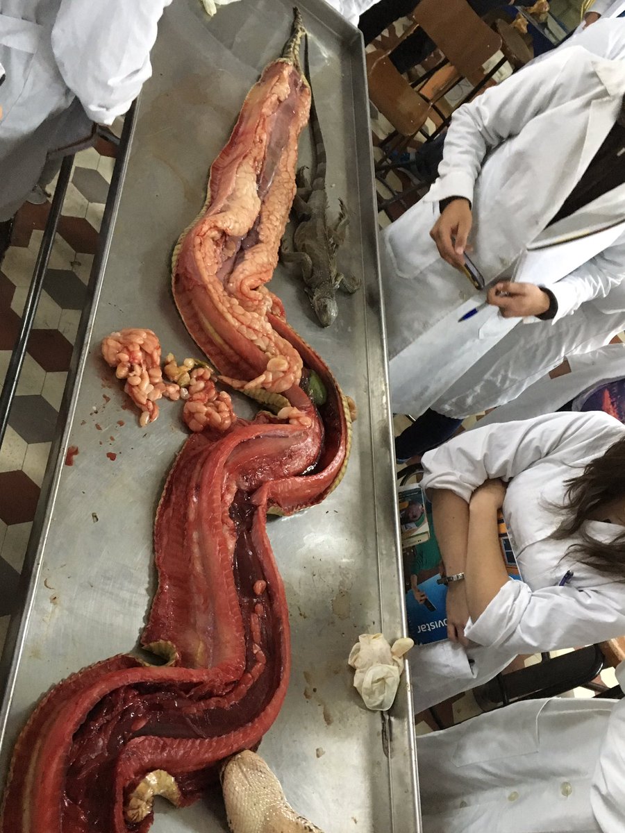 Maugecabrera's tweet photo. Reptil #hayolor 🙊🙊 https://t.co/rM1dSuHFtJ