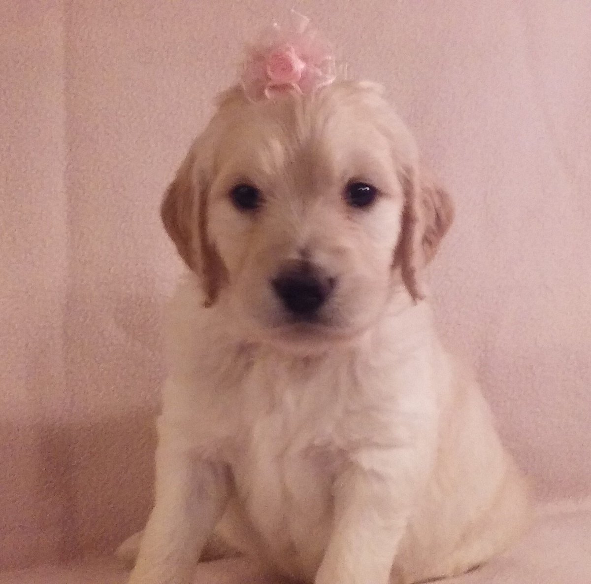 Welshdoodles's tweet photo. Beautiful Goldendoodle pups seeking fur-ever homes https://t.co/qsegduA16r and https://t.co/Y7wotn92vb They are gorgeous little girls! https://t.co/4Uk6LUp2gV