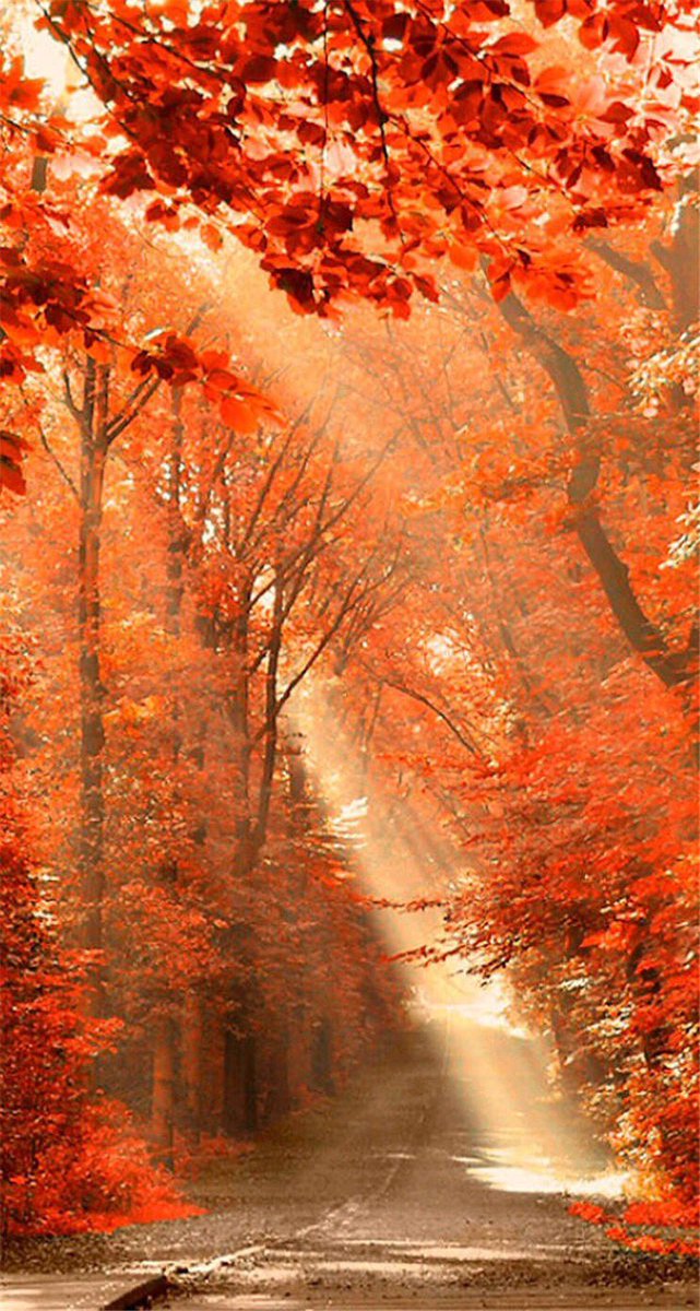 徳山輝 相互フォロー No Twitter しあわせはいつも 自分のこころがきめる 壁紙 スマホ壁紙 紅葉 写真好きな人と繋がりたい 写真で伝えたい私の世界 秋の風景