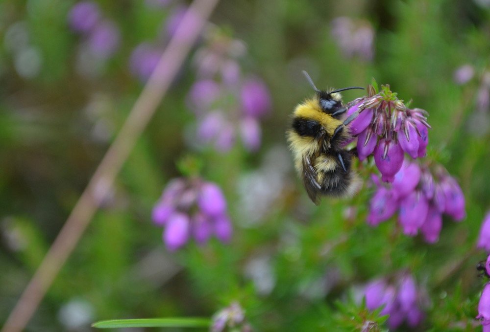 LGSpace's tweet photo. Ps vote for #PollinatingthePeak @BuzzingPeak - an inspiring partnership to benefit #bees & people! https://t.co/7CiwVa1LSo https://t.co/vY0GWE3e3h
