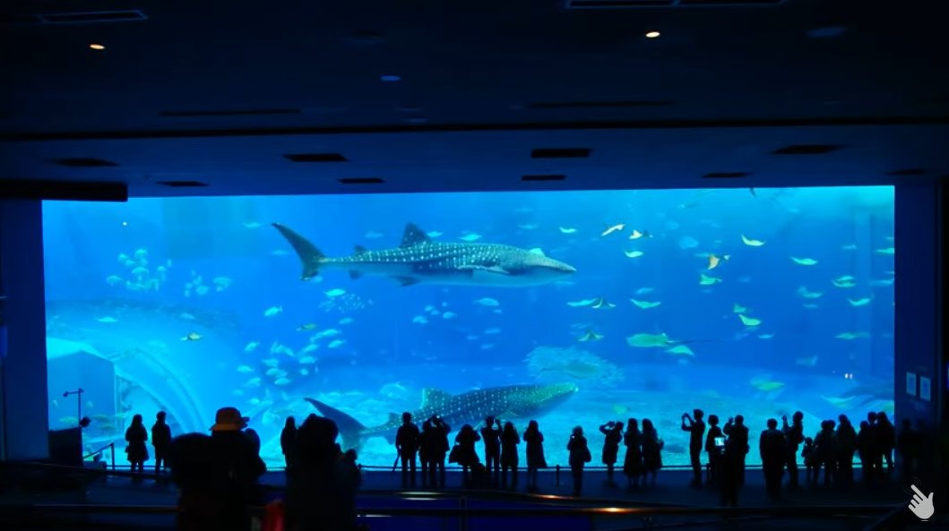 livecam_db's tweet image. 沖縄美ら海水族館黒潮の海ライブカメラ(沖縄県本部町石川)　livecam.asia/okinawa/motobu…　#美ら海水族館 #沖縄美ら海水族館 #黒潮の海