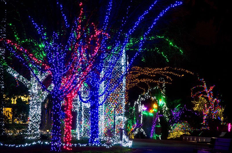 ItzOmarrr's tweet photo. Zoo lights date wyaa??? https://t.co/67YRQqw7cs