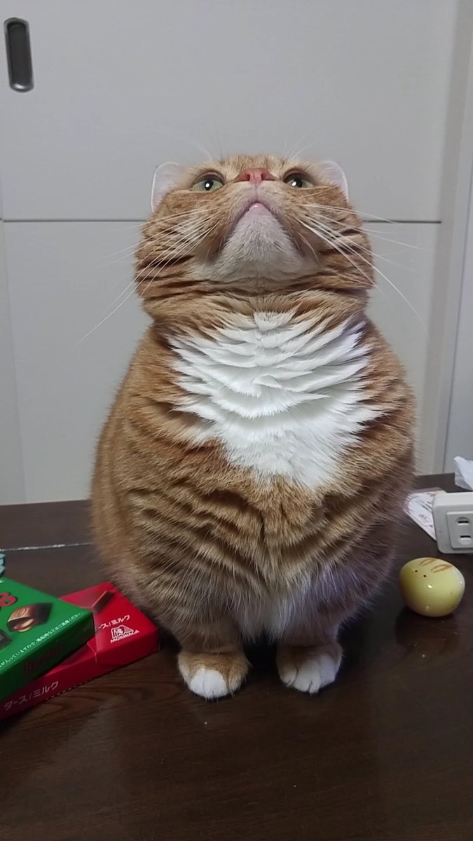 おくら（飼い主）&くう🌈（マンチカン　♂　） tweet media