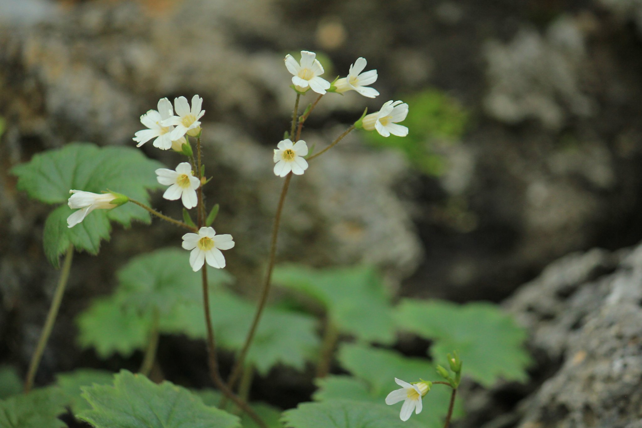 咲くやこの花館 高山植物室にて テシオコザクラ が 小さく可憐な白い花を咲かせています こちらは北海道 北部の蛇紋岩地帯に分布する固有種で 自生地では春頃に開花する貴重な植物です なんと 現地はヒグマの聖地でもあるそうです O が 咲くや