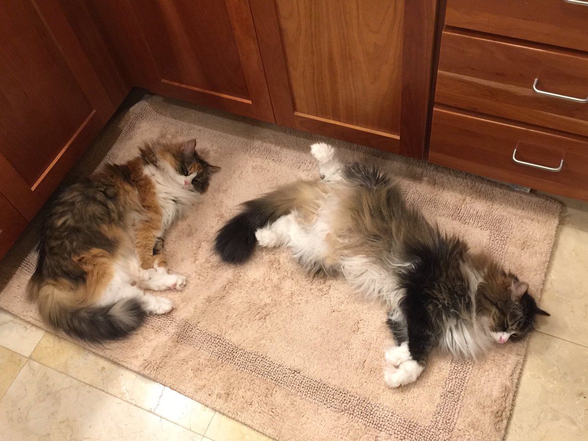maxkitten tweet picture