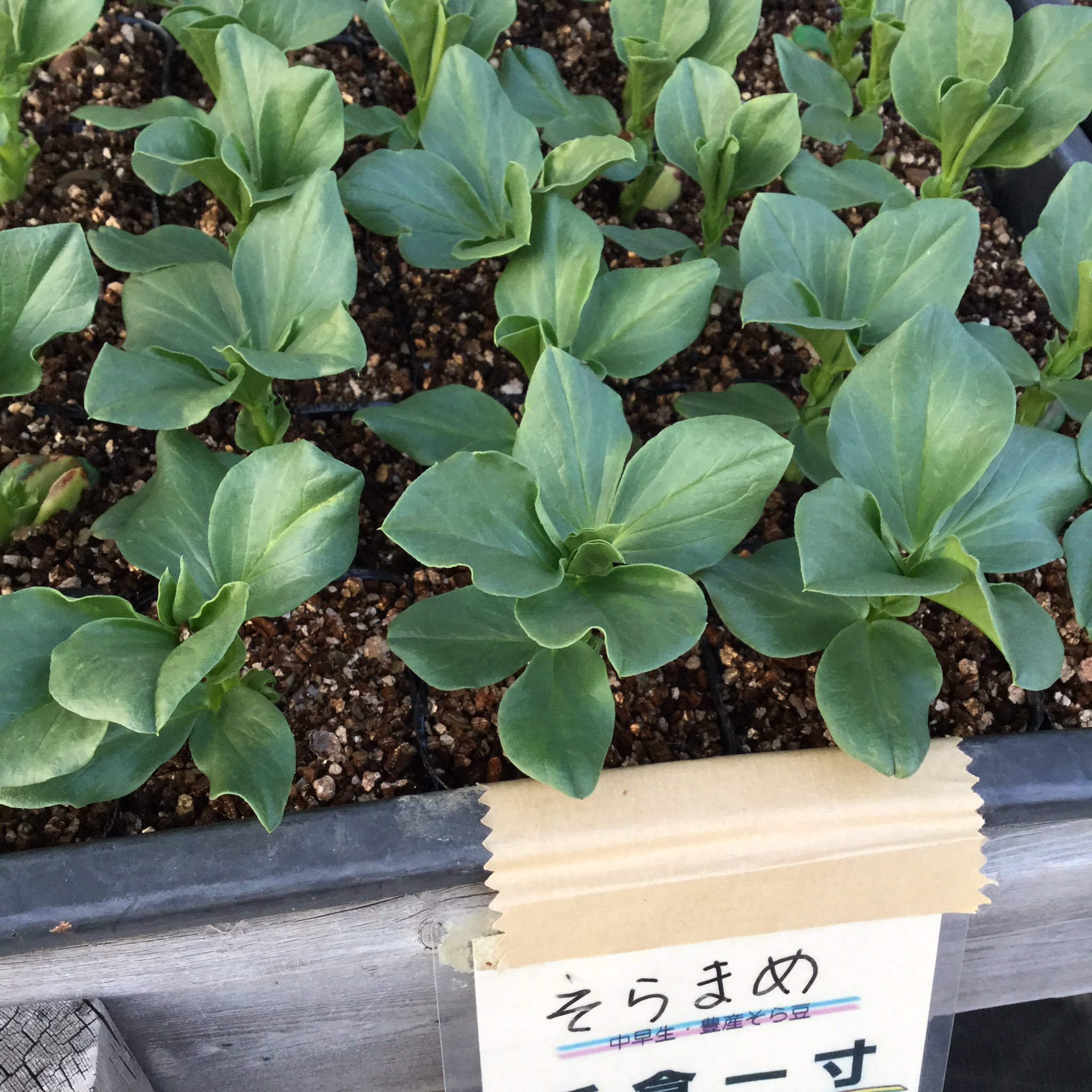 みづほ商店 なかなかツイートできませんでした 春キャベツ苗は初めの分は残り少し 蚕豆苗は販売中 スナックえんどう苗 絹さや豌豆苗は近日中に販売を開始します パンジー苗も販売中 T Co Yennbm5i4u Twitter