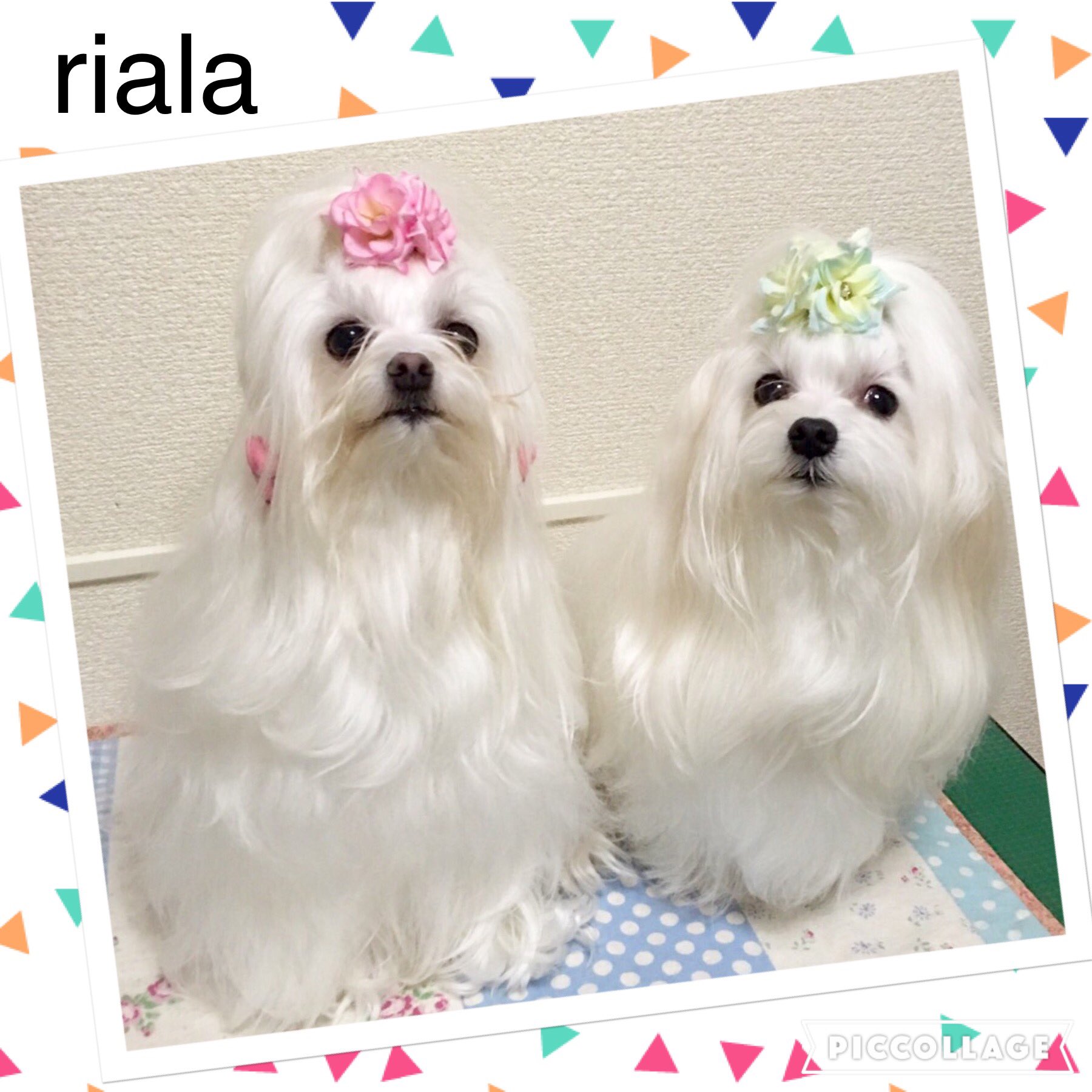 توییتر Riala در توییتر かわいいお客様 だいちゃん ゆずるさんです 女の子みたいにかわいいですか二人共男の子です ブリリアントローズ を付けてます リボン 犬リボン 手作り Riala マルチーズ 犬おしゃれリボン ヘアクリップ アクセサリー