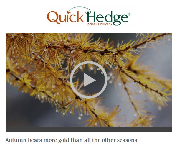 They do exist: Gold and Award-winning Instant Hedges…
eepurl.com/co-u4X

#newsletter <a href="/QuickHedge/">Peter Bongers</a> <a href="/Instanthedge/">Instant hedges</a>