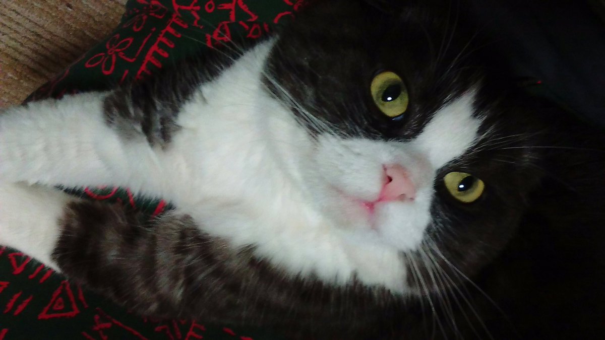 うちのねこ🐼 ネオニー🐼 まぢ癒し🐼