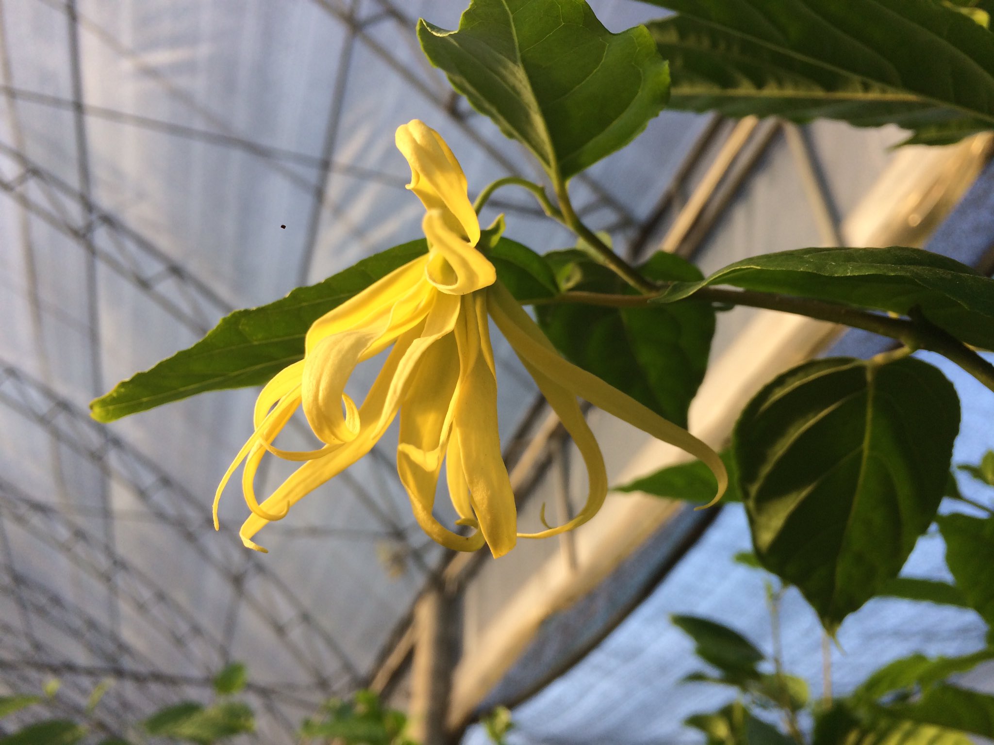 イランイランの木 Twitter Search Twitter