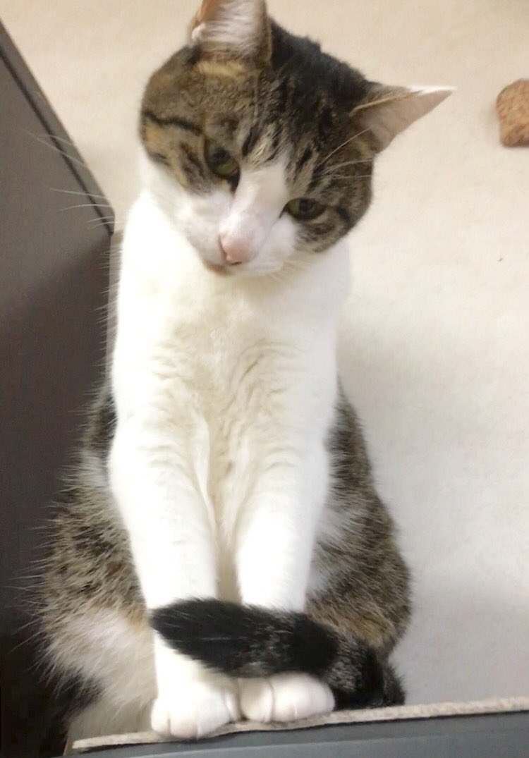 寒くなってきたニャ 猫さんたちのしっぽマフラーが発動される季節になりました Togetter 寒くなってきたニャ 猫さんたちのしっぽマフラーが発動される季節になりました Togetter