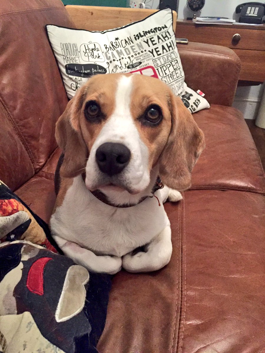 I'm going to be TWO on Saturday, I would LOVE some new followers to celebrate with me 🎉 #dog #beagles #birthday