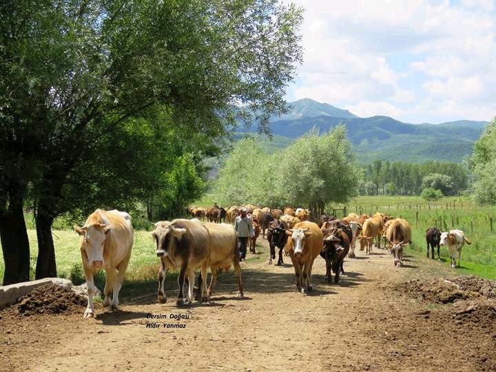 Her kes waştiya wazeno
Ez dewa xo wazeno, ez welat xo ra heskeno

Zeranigê
Pulur Dêsim