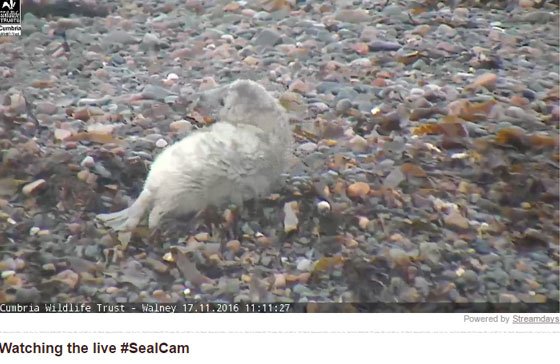 cumbriawildlife's tweet photo. Stop whatever you are doing!!! #SealCam is ZOOMED into 1 of the pups, watch LIVE here: https://t.co/oiXRgjJOBg https://t.co/r7goDRr0m8