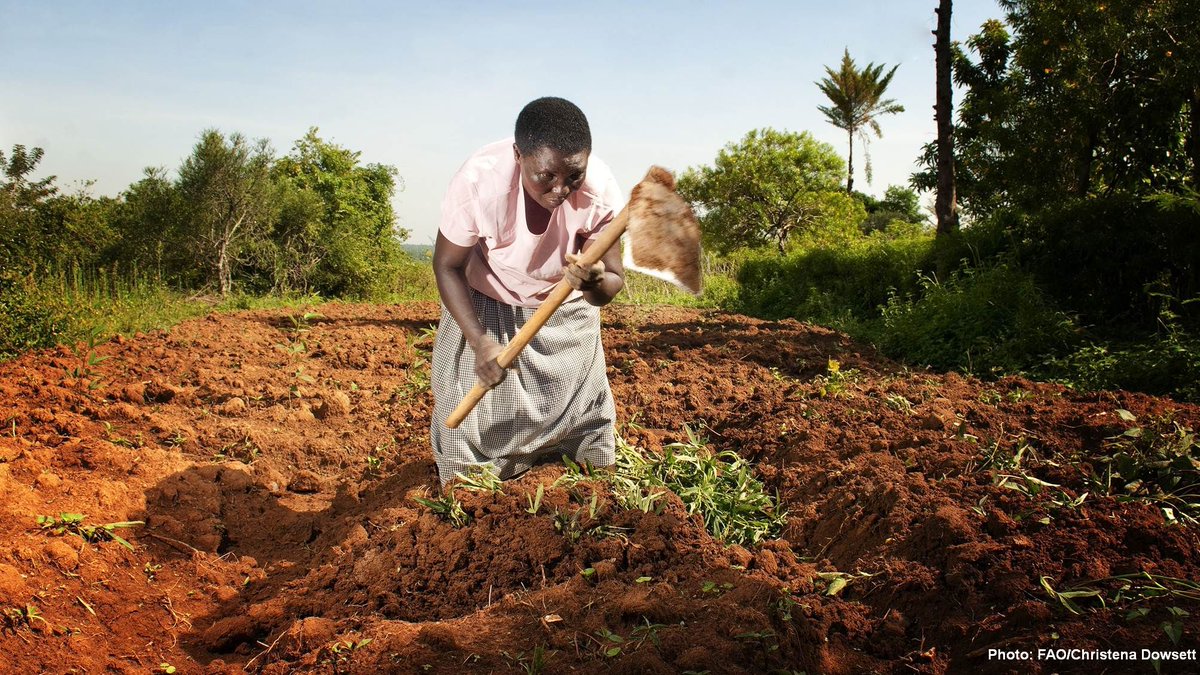 #Agriculture Day <a href="/COP22/">COP22</a>: Adapting Agriculture in a Changing #Climate, learn more bit.ly/AdaptingAgricu… #NAP #IKICOP22