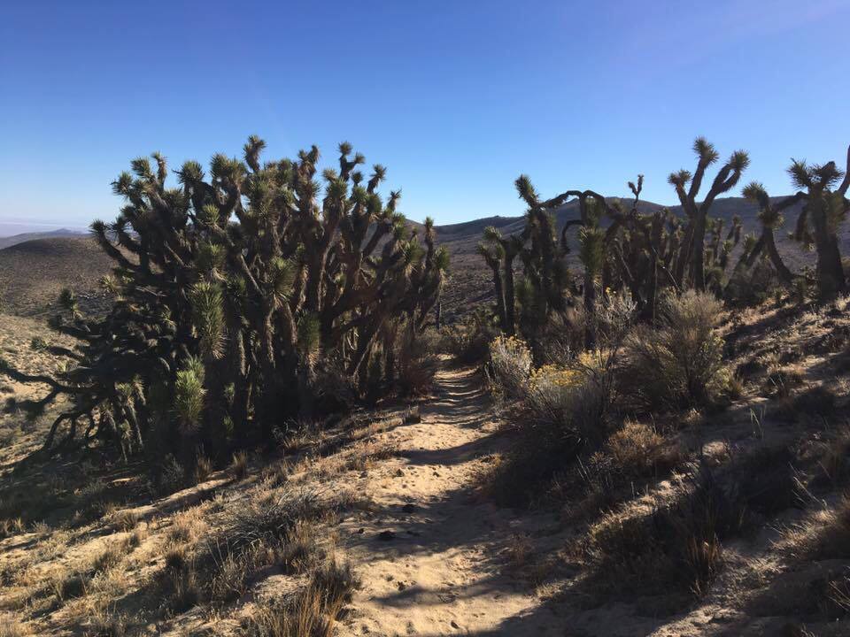 JamesForPWSA's tweet photo. #PraderWilliSyndrome #PWS #RareDisease #ForeverHungry #Fundraising #ExtremeHiking #Outdoors #Camping #PacificCrestTrail #PT #PCT @PWSAUK https://t.co/tclsqQPRHd