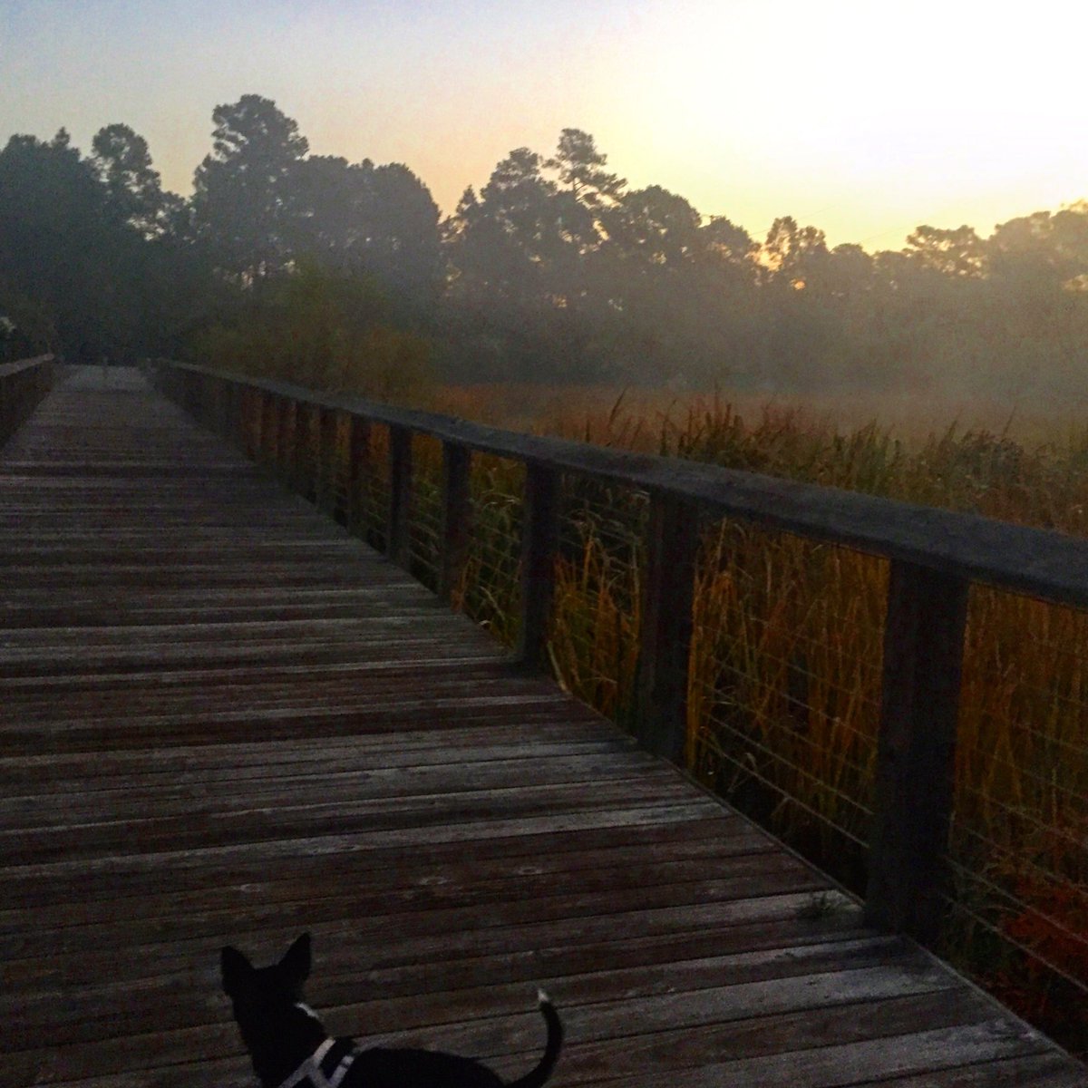 ballrunning's tweet image. | Coastal Morning | #run #photo 111716 #runningeveryday #runstreak day 2874
