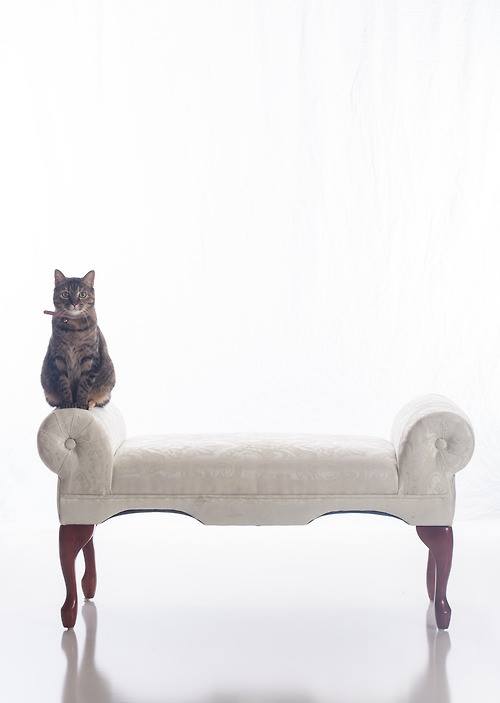 AnnaLoBergh's tweet photo. Design4Pet https://t.co/oNIBfLMyVf
#Design4Pet #design #pet #animali #cat #gatti https://t.co/HuHABmfO0X