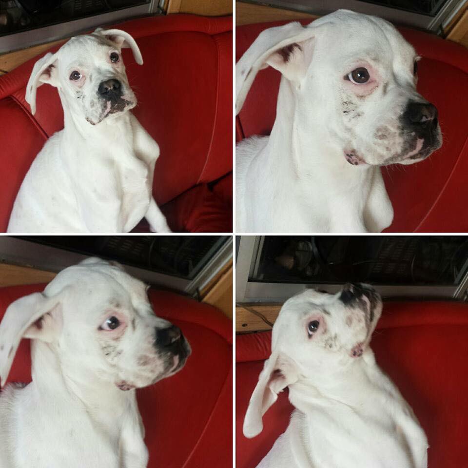 Sol_Maia26's tweet photo. Dominga sigue perdida,
Es una Boxer albina muy regalona. 
Ayúdennos a encontrarla 
+569 6705 9631
#EncontremosADominga #BoxerChile https://t.co/AhH0T2GRqw