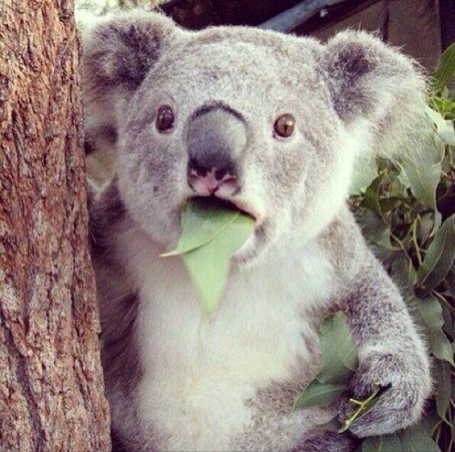 Koalas Daily (@koalasdaily) on Twitter photo 