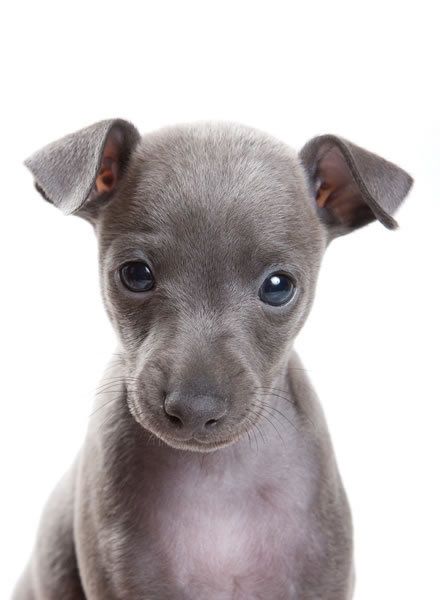 cielowhitty's tweet photo. Hola soy un Galgo BB ahora se que voy a crecer feliz y libre!!
#stopgalgeros  #BuenJueves https://t.co/hkrVMelYqj