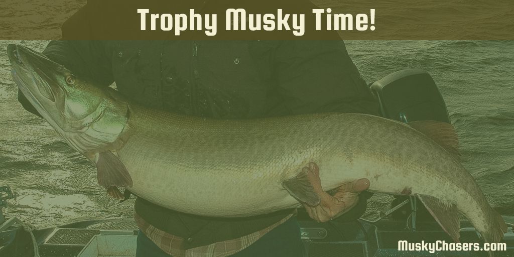 MuskyChasers's tweet photo. From the blog: Trophy Musky Time!
Give 'er a read: https://t.co/5JDKlX9pgo
#muskychasers #trophymusky #muskie #fallfishing https://t.co/xw4fhyiPzZ