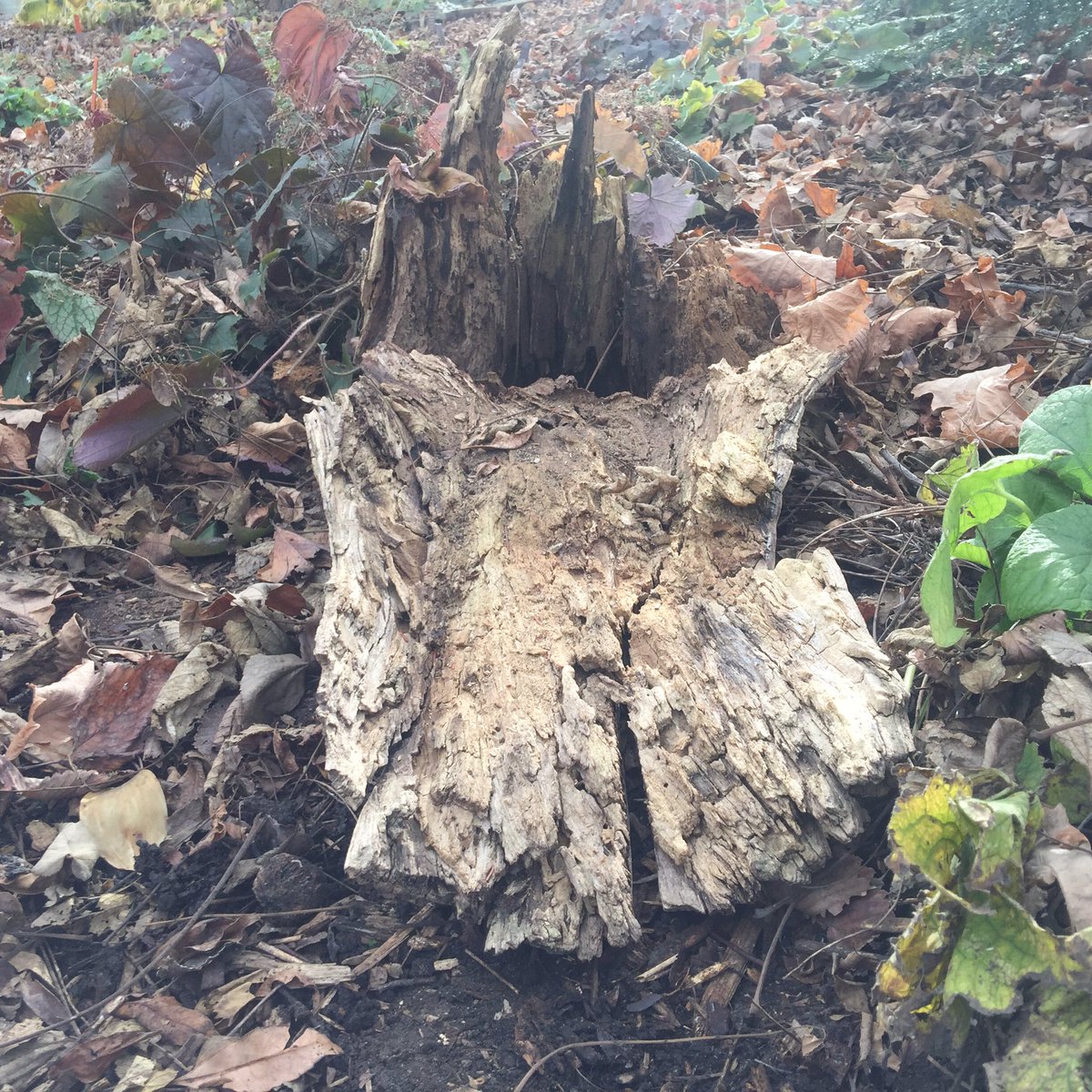 MatthewBailey's tweet image. If a #stump falls in the forest, does it make any sound? #trees