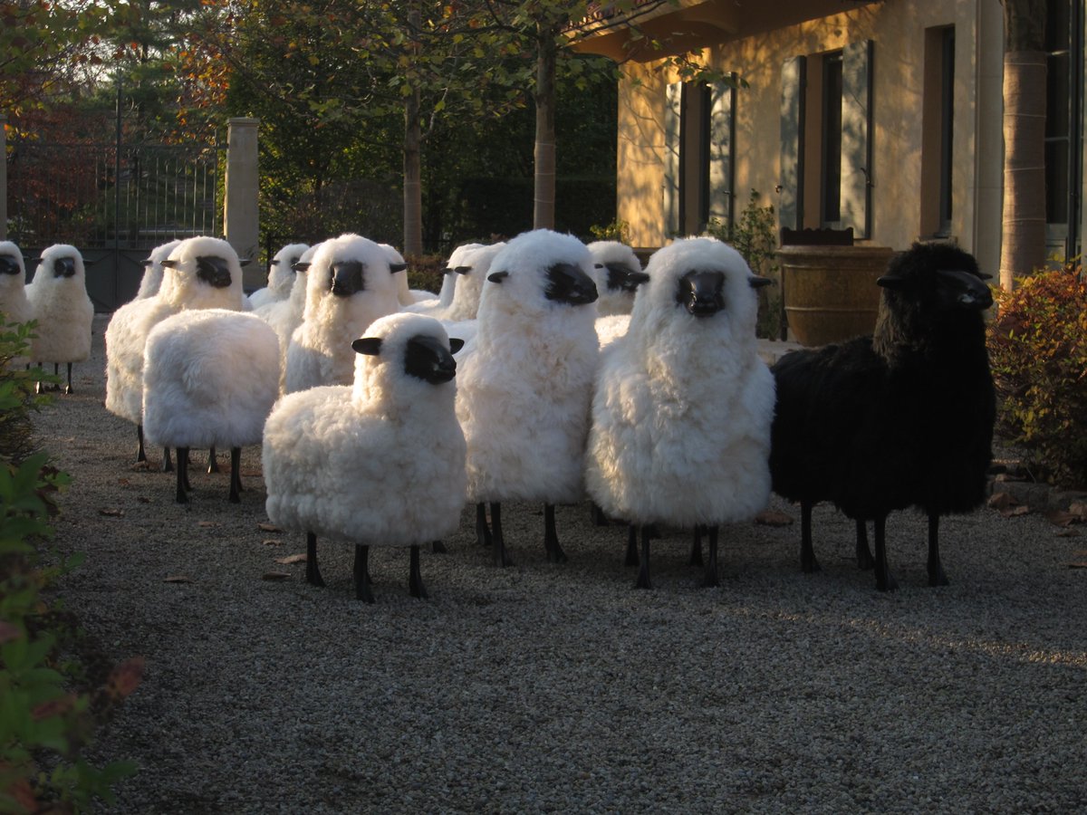 OldPlank's tweet photo. The sheep invasion continues... be a part of the revolution
https://t.co/BMkPRbUvs3 https://t.co/EpOehOHb6Q
