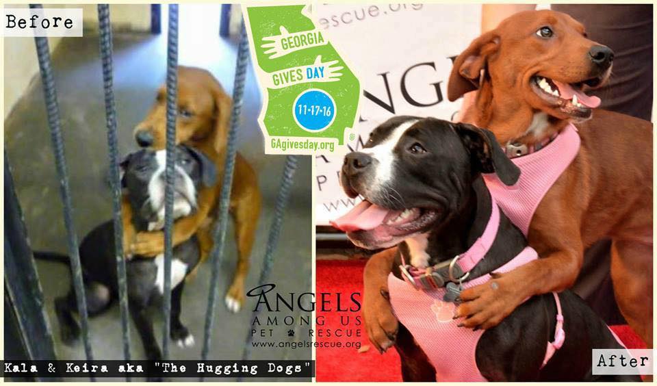 angelsrescue's tweet photo. Please open YOUR #Heart & your wallet and #DONATE TODAY @ https://t.co/outwzVCI8V โฆ @GAgives #GAgivesday #AngelsNation #Rescue #HuggingDogs https://t.co/2o02amtmha