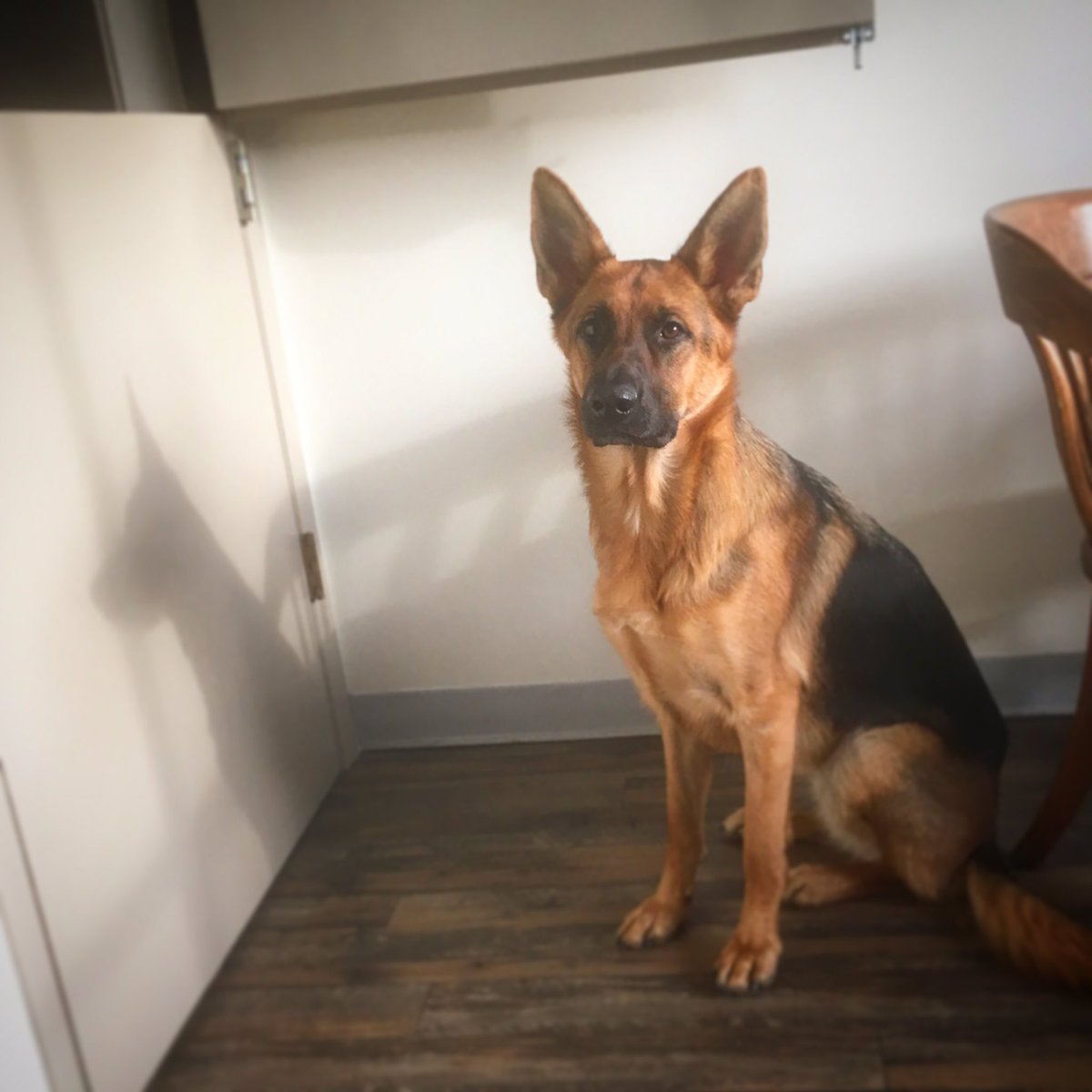 I'm ready to go to Davis Road Dog Park opening #ladysmithbc