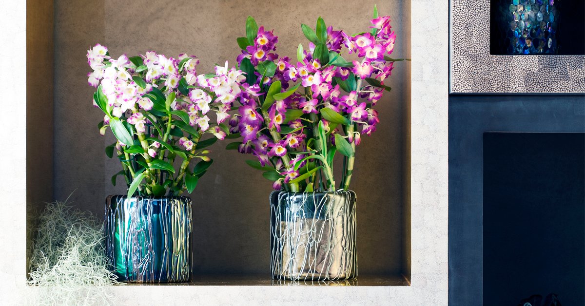 watplantendoen's tweet photo. De enige #orchidee die bloeit als een miniboom. #Dendrodium https://t.co/iWGR5oODUO #wpvdm #mwpd https://t.co/RhNS1oF4yR