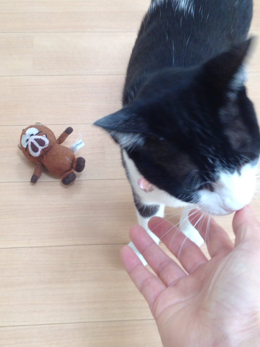 保護猫カフェdearcat 奈良 生駒 昨日のソックス君達8匹のお母さん ローズ母さんも持ってくるそうです 完全野良ちゃんなのに抱っこでキャリーに入ってくれた本当に優しいお母さん 一緒に保護した子供猫 別の母猫の子 もしくはソックス達の前に