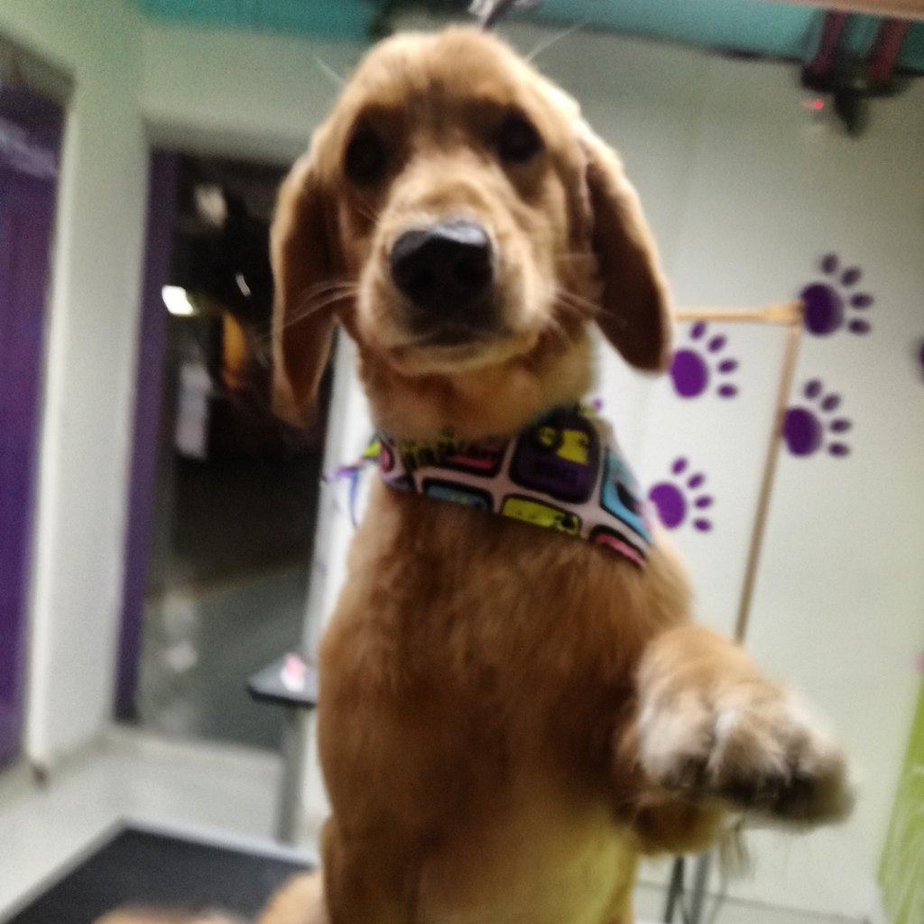 mimaskotik's tweet photo. Disfruta de todos nuestros servicios! Peluquería, Veterinaria. Alimentos, accesorios y muchas cosas más! @elrecreocc #perrarina #gatarina🐕🐶😘 https://t.co/wR7xiRX5zj